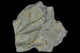 Pennsylvanian Fossil Fern (Lepidodendron) Plate - Alabama #111201-1